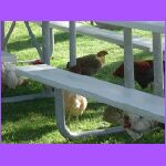 Chickens At Ranch.jpg
